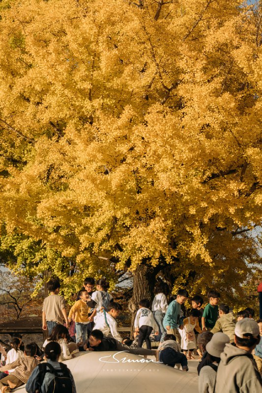 #摄影今日份的国営昭和記念公園