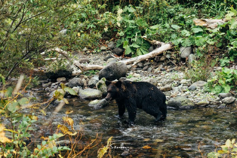 #写真虽然今天在知床国立公园遭遇了极端的暴风雨天气但仍有幸遇到了很多野生黑熊以及其它小动物大自然实在是太奇妙了🤣#写真虽然今天在知床国立公园遭遇了极端的暴风雨天气但仍有幸遇到了很多野生黑熊以及其它小动物大自然实在是太奇妙了🤣