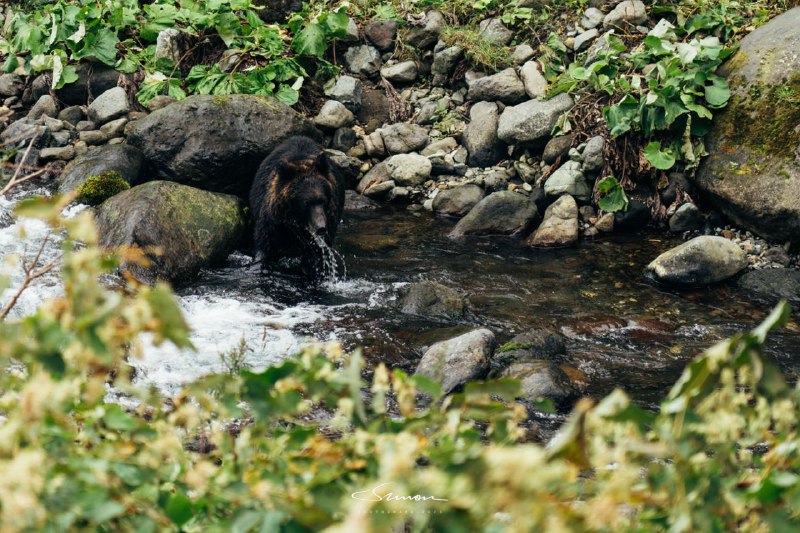 #写真虽然今天在知床国立公园遭遇了极端的暴风雨天气但仍有幸遇到了很多野生黑熊以及其它小动物大自然实在是太奇妙了🤣#写真虽然今天在知床国立公园遭遇了极端的暴风雨天气但仍有幸遇到了很多野生黑熊以及其它小动物大自然实在是太奇妙了🤣