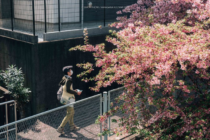 相机里的第一张樱花