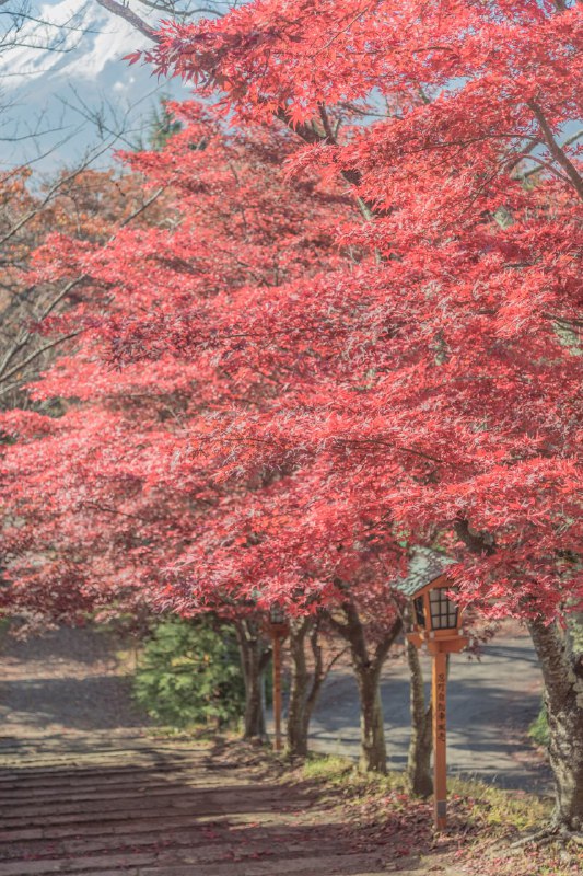 浅間神社の紅葉