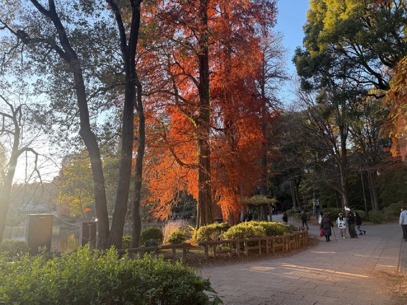 太美丽了井之头公园太美丽了井之头公园