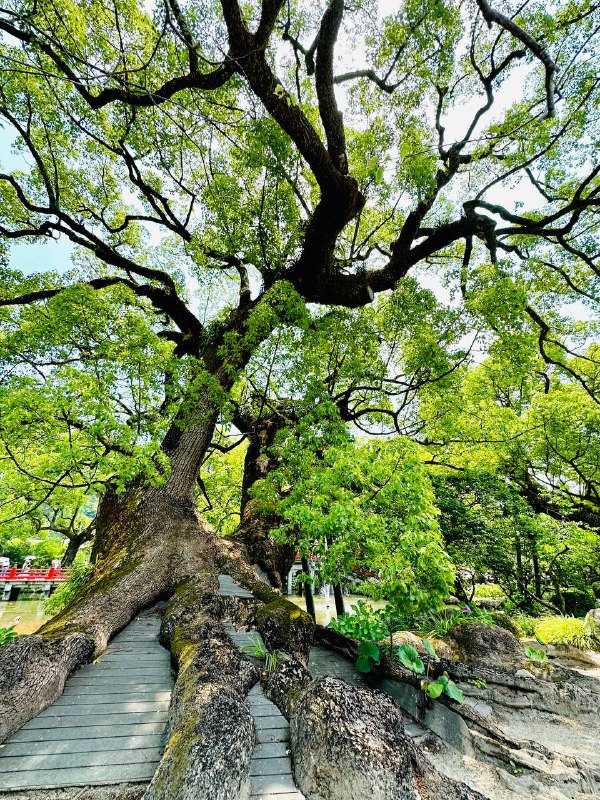 这iPhone光角确实适合拍这种参天大树😆