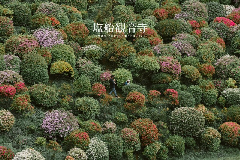 塩船観音寺・つつじ祭り塩船観音寺・つつじ祭り