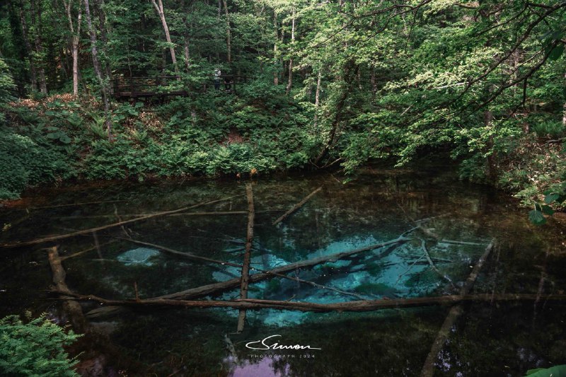 #写真探访神之子池池子看起来很浅，但实际上深达 5 米；水温长年保持 8 摄氏度，因此被淹没在池水中的树木并没有腐烂；当阳光照射到池水上，池水会变为海蓝色并由里向外过度成翠绿色