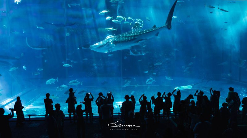 #写真沖縄美ら海水族館#写真沖縄美ら海水族館
