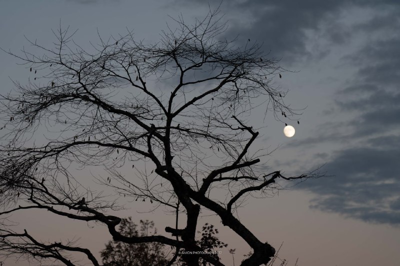 月上柳梢头，人约黄昏后