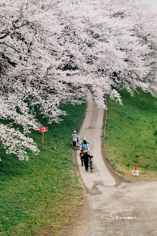 Shot on Kodak Gold 100 film？实际上是使用索尼相机拍摄的DNG，导入进达芬奇后色彩转换后再进行三次调色导出的效果，很有胶片感