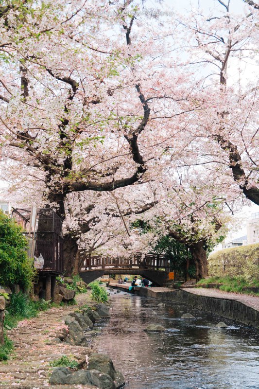 🌸 桜に包まれる📸 SONY Alpha 7 IV 📍宿河原八幡宮・二ヶ領用水沿い