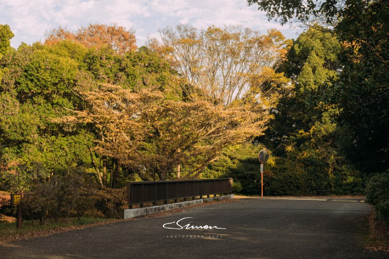 #摄影今日份的国営昭和記念公園