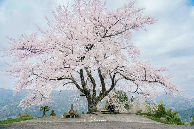 #写真这是一颗 200 年树龄的樱花树，名为「信正の一本桜」