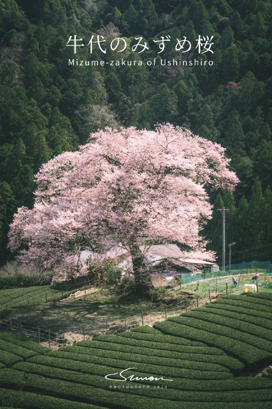 从东京出发，往返440公里，终于拍到了这颗300年树龄的樱花树的绝美绽放时刻