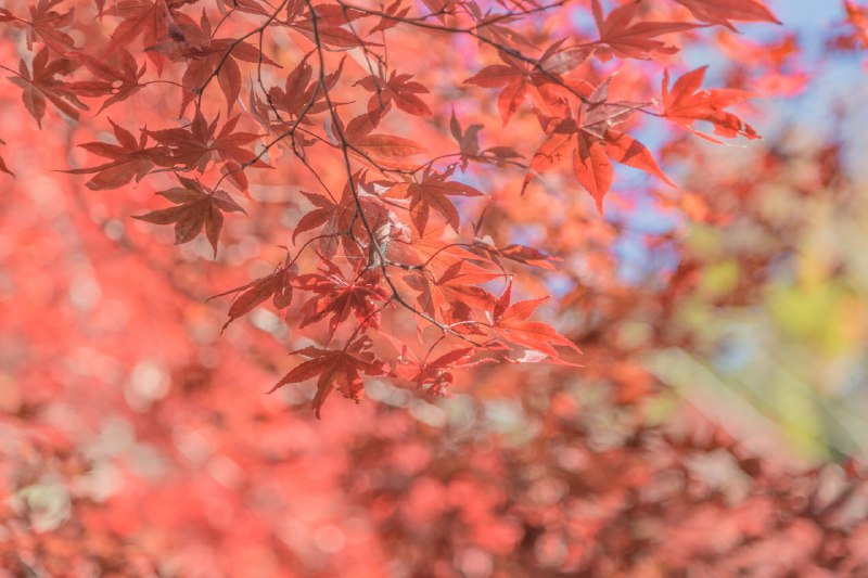 浅間神社の紅葉