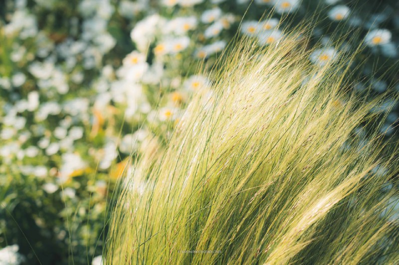 気分が一気に夏になりました📍里山ガーデン