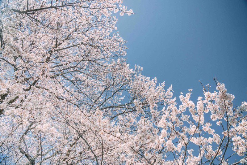 樱花烂漫时