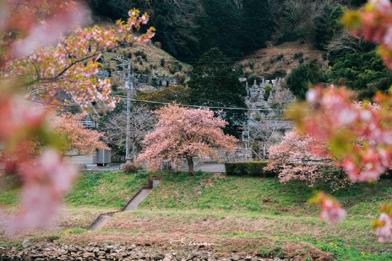 #写真伊豆海岸的河津樱是本州最早盛开的樱花