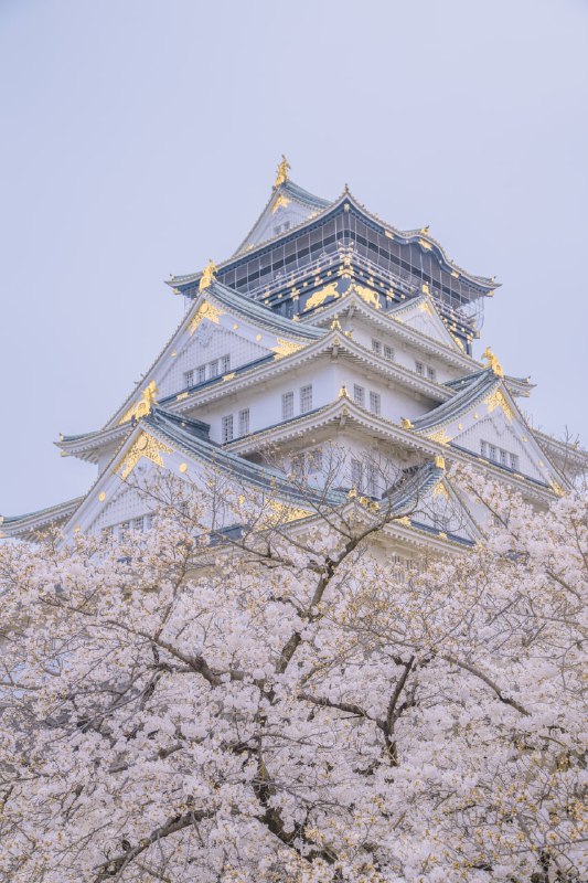 大阪城的樱花