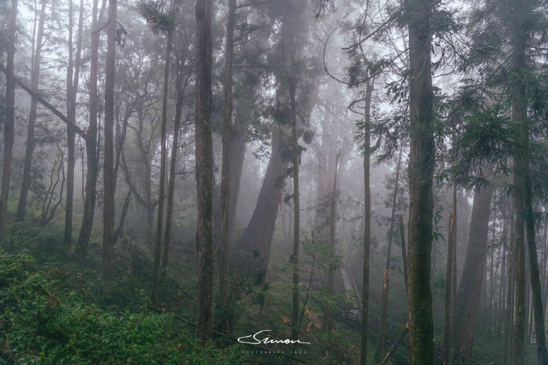 #写真在大雨和浓雾中的阿里山中徒步🥾就像进入了游戏中诡异的梦核世界#写真在大雨和浓雾中的阿里山中徒步🥾就像进入了游戏中诡异的梦核世界