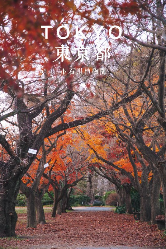 努力留住东京的最后一抹秋色