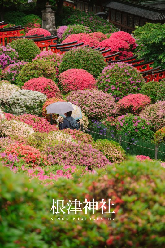 四月的日本，春意盎然