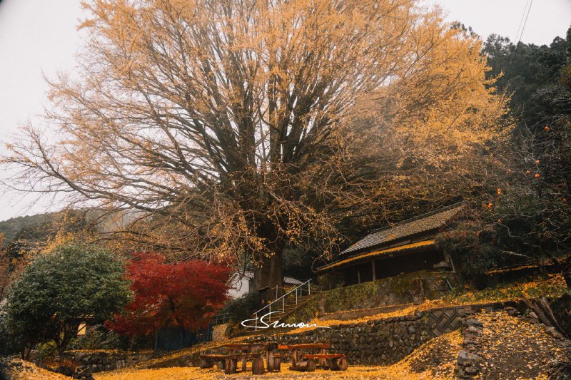 #摄影拜访一颗400年树龄的银杏树