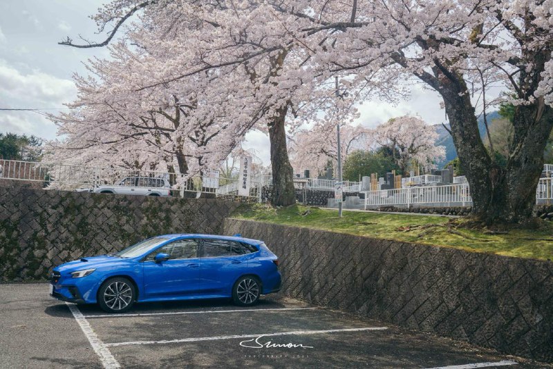 樱花树下的斯巴鲁レヴォーグ STI 🥹有点小帅