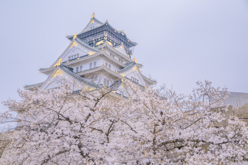 大阪城的樱花