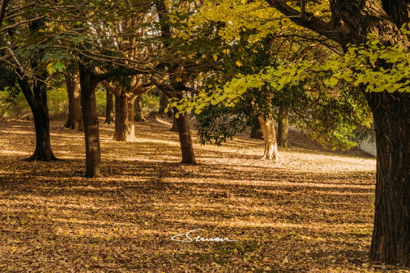 #摄影今日份的国営昭和記念公園