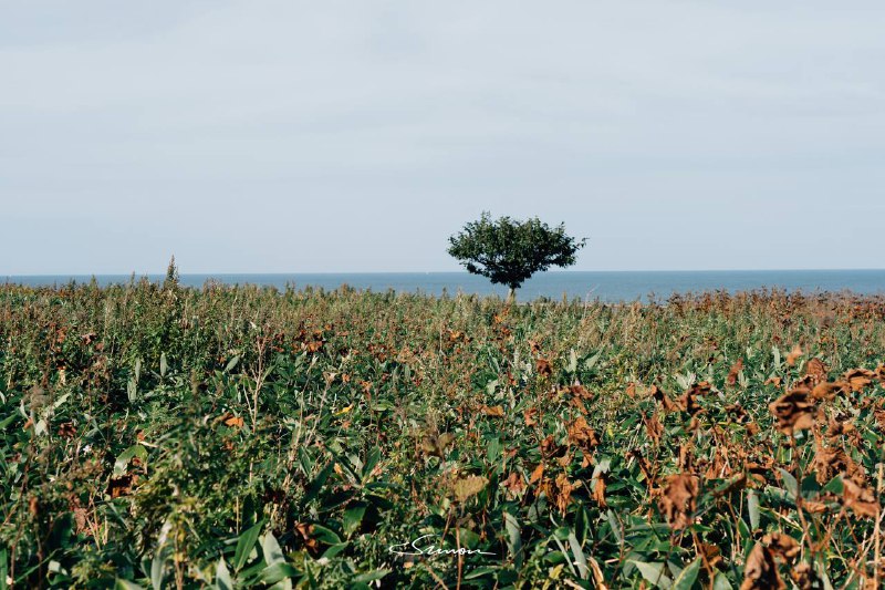 #写真浮生东京之我的北海道休闲养老生活🫡大家共勉之#写真浮生东京之我的北海道休闲养老生活🫡大家共勉之