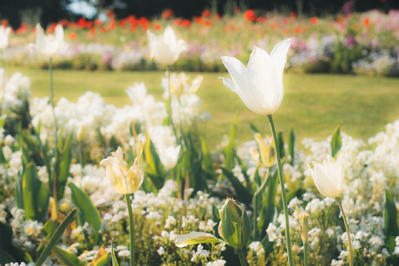 気分が一気に夏になりました📍里山ガーデン