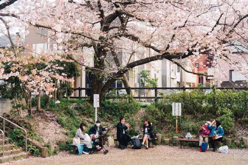 🌸 桜に包まれる📸 SONY Alpha 7 IV 📍宿河原八幡宮・二ヶ領用水沿い