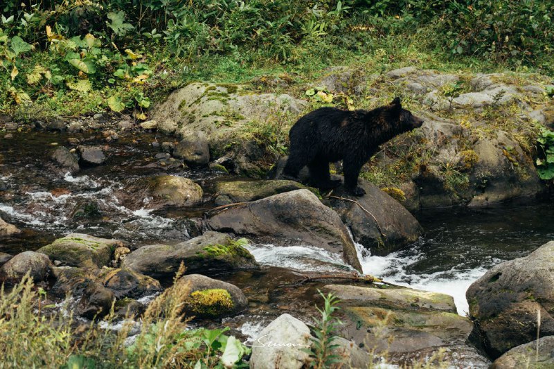 #写真虽然今天在知床国立公园遭遇了极端的暴风雨天气但仍有幸遇到了很多野生黑熊以及其它小动物大自然实在是太奇妙了🤣#写真虽然今天在知床国立公园遭遇了极端的暴风雨天气但仍有幸遇到了很多野生黑熊以及其它小动物大自然实在是太奇妙了🤣