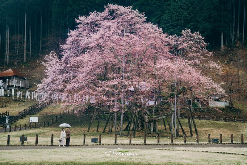#写真为了这颗樱花树，往返1000 公里