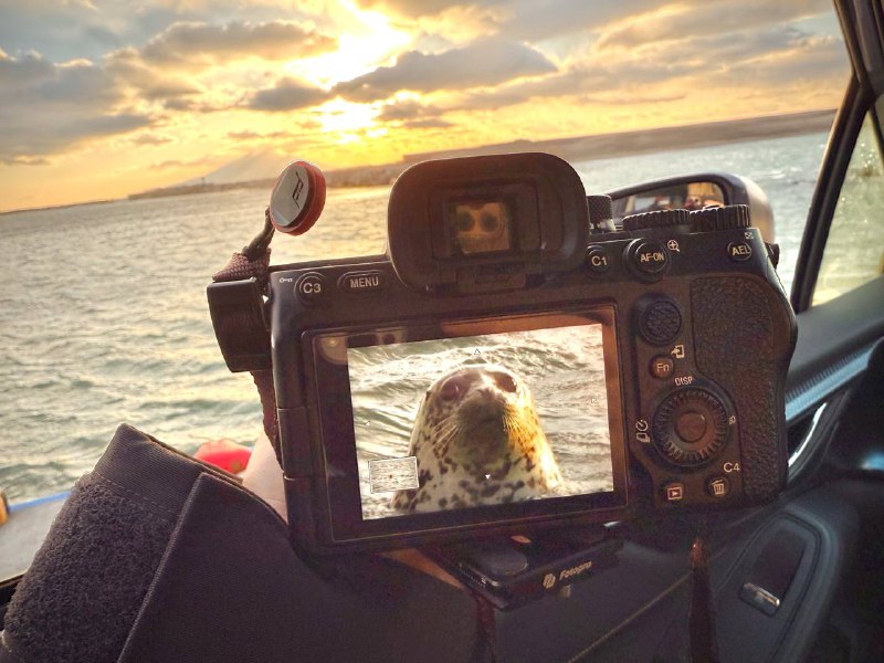 今天最幸运的事就是拍到了野生小海豹