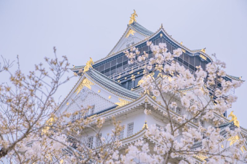 又是一年樱花季