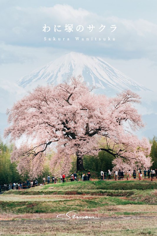 #写真避开六日穿梭的人流，在山梨县拍到了富士山和百年樱花树的完美同框