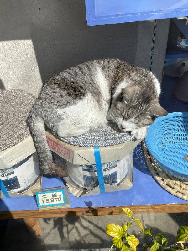 沼袋附近睡在橱窗里的猫