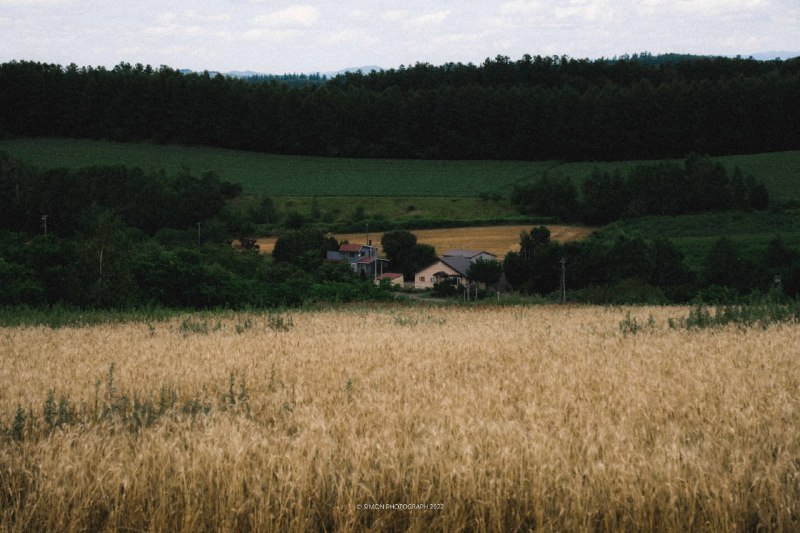 Kodak Gold 100 ISO フィルム ロール