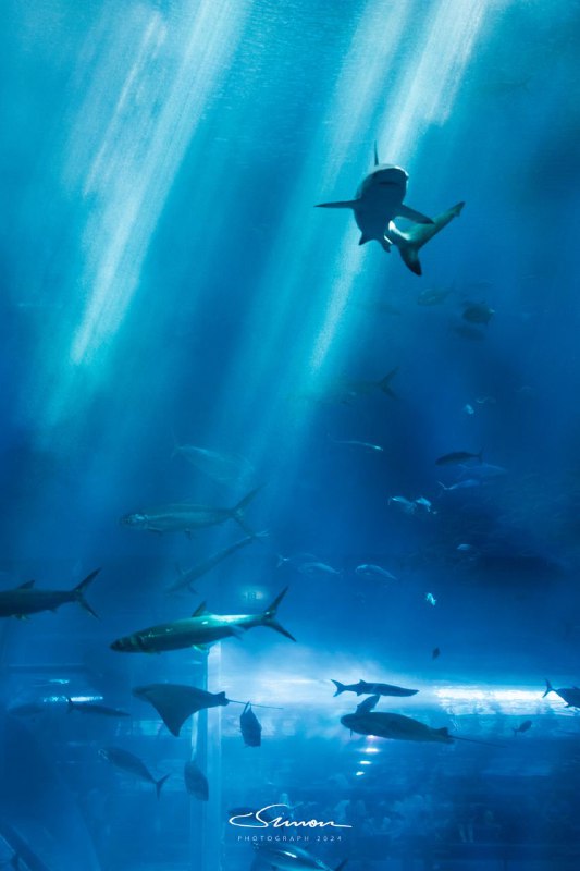 #写真沖縄美ら海水族館#写真沖縄美ら海水族館