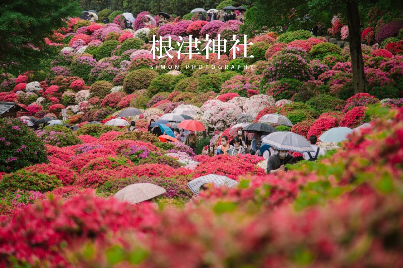 四月的日本，春意盎然