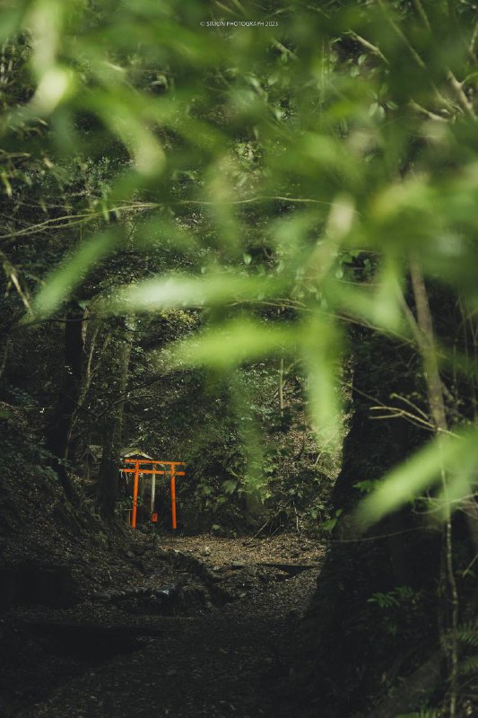 神社を覗く