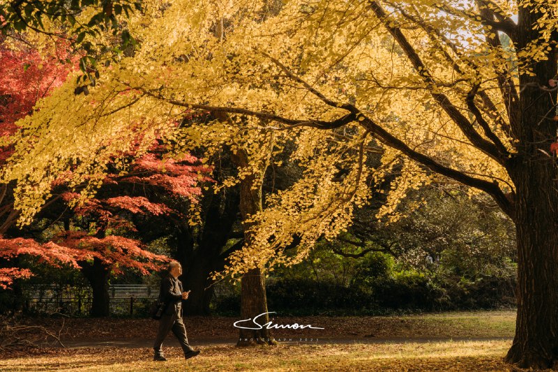 #摄影今日份的国営昭和記念公園