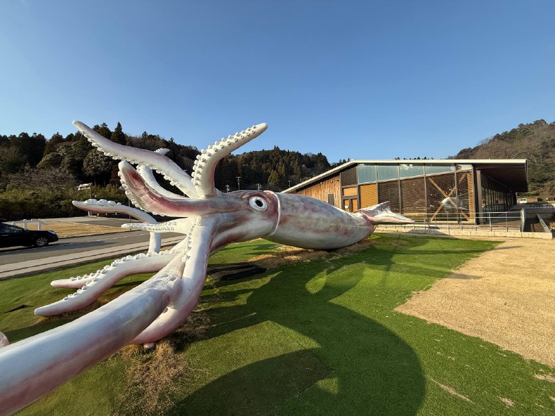 能登半岛大鱿鱼我来了