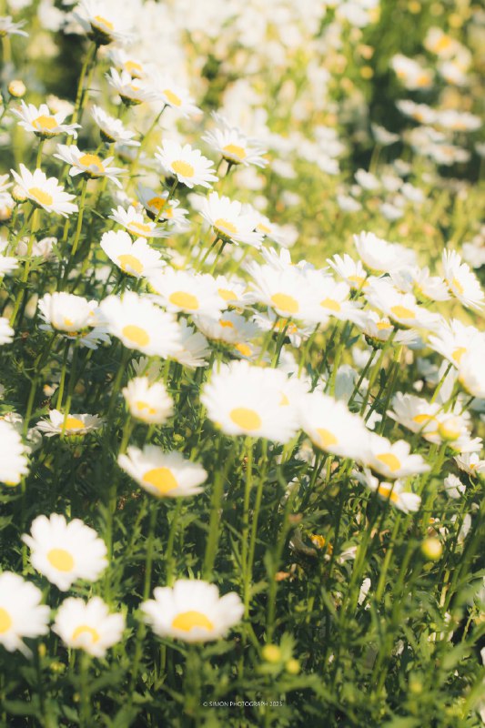 気分が一気に夏になりました📍里山ガーデン