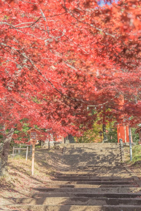 浅間神社の紅葉