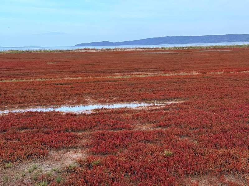 太美丽了珊瑚草