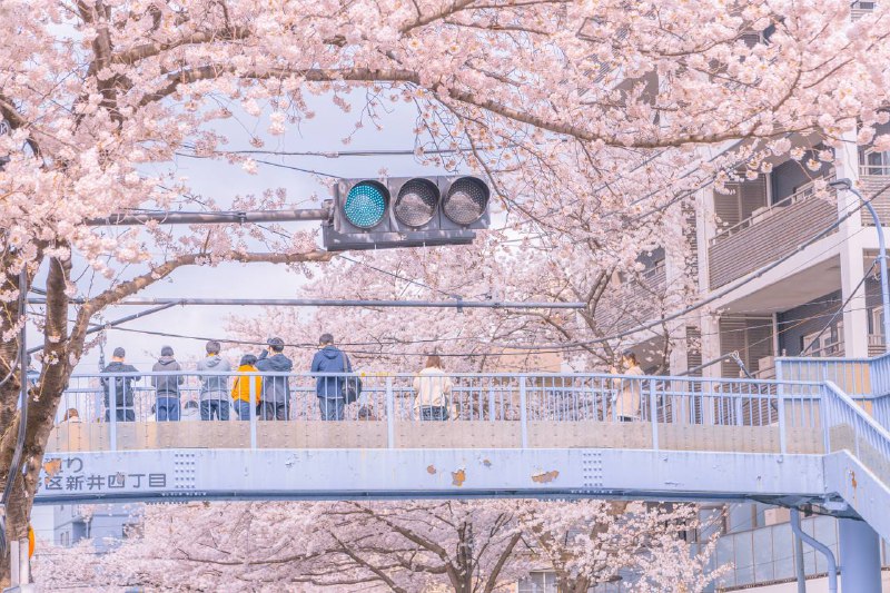桜いっぱいに溢れる中野通り桜いっぱいに溢れる中野通り