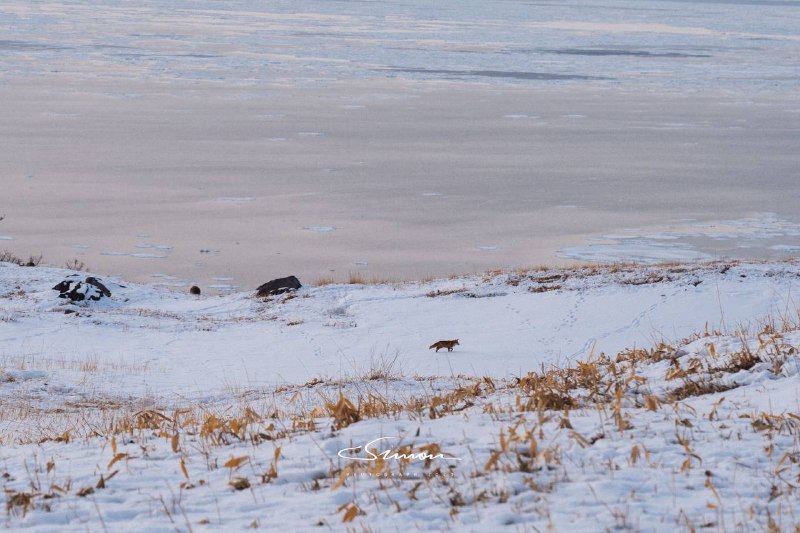 生日当天在知床五湖雪地徒步即使这是北海道六回目 我也依旧被大自然所赋予的景色所震撼我们向导外表像个ヤクザ 但是聊起知床和他热爱的职业 就总有说不完的话知床半岛  希望夏天再见🥳生日当天在知床五湖雪地徒步即使这是北海道六回目 我也依旧被大自然所赋予的景色所震撼我们向导外表像个ヤクザ 但是聊起知床和他热爱的职业 就总有说不完的话知床半岛  希望夏天再见🥳