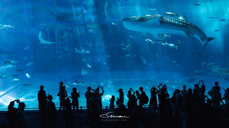 #写真沖縄美ら海水族館#写真沖縄美ら海水族館
