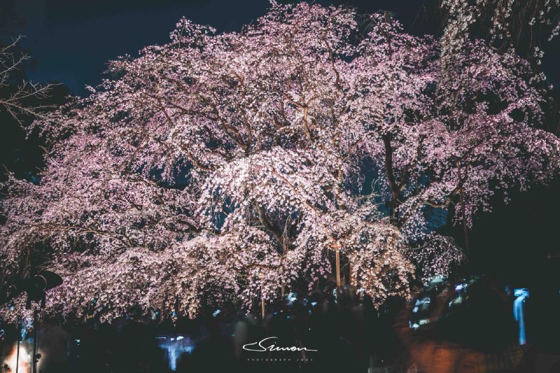 #写真六義園的夜樱非常美丽，限时观赏到本月30日，推荐东京的朋友都去看👀灯光映照下的垂枝樱，如同光之瀑布般静静摇曳，是一种无法用图片表达的美丽🤩